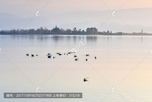 邛海,海鷗,湖泊,飛鳥