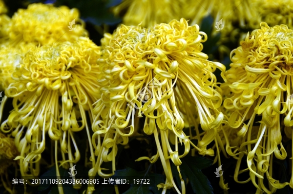 菊花