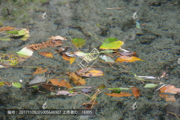 水中落葉