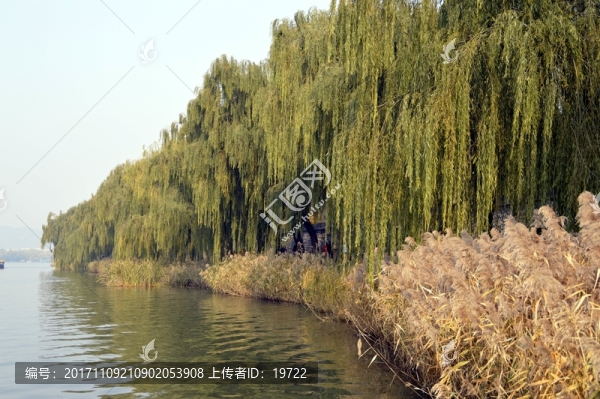 蘆葦