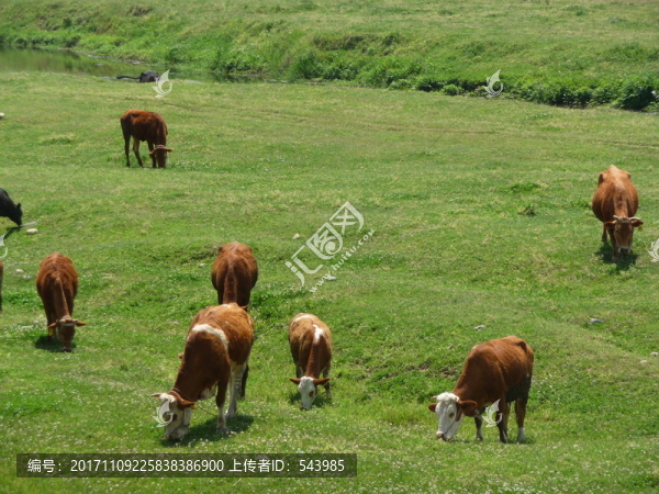 肉牛養(yǎng)殖