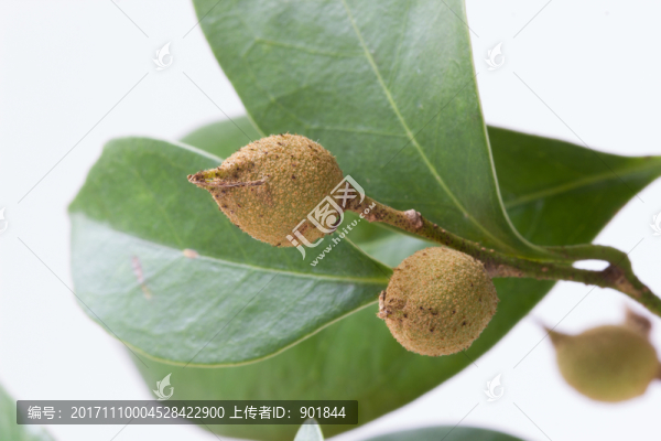 蚊母樹