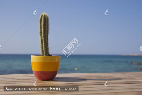 海邊仙人掌