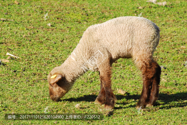 動(dòng)物