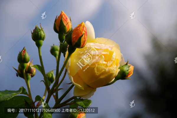 花園