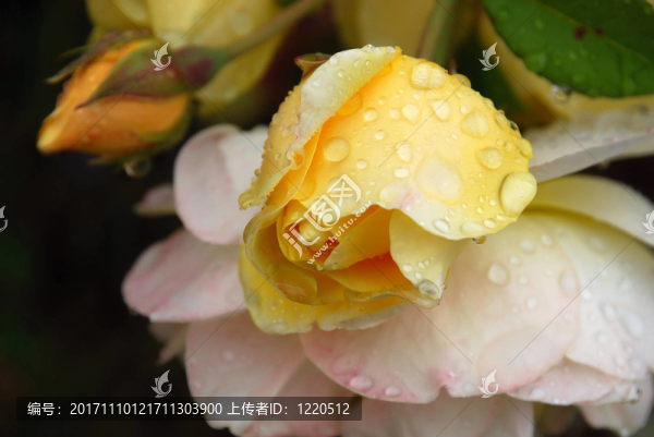 黃色英國玫瑰