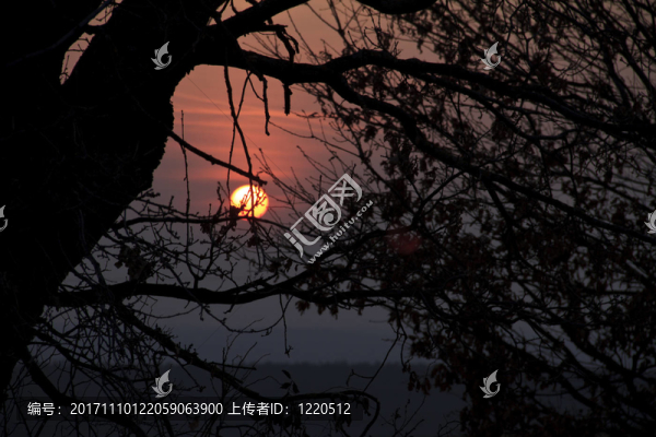 樹