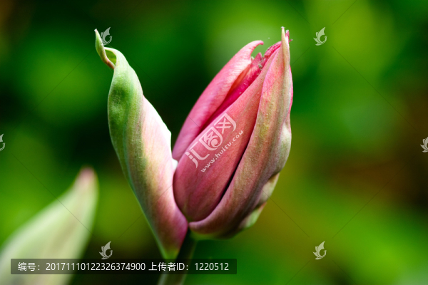 粉紅色花園郁金香花蕾-郁金香