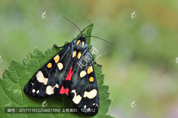 紅虎蛾