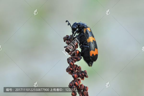 可變油甲蟲