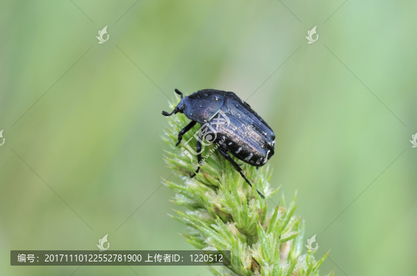 動(dòng)物