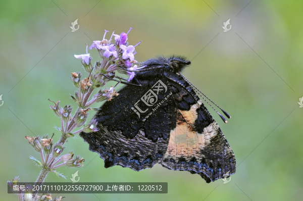蝴蝶