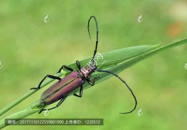 馬斯庫(kù)斯博克