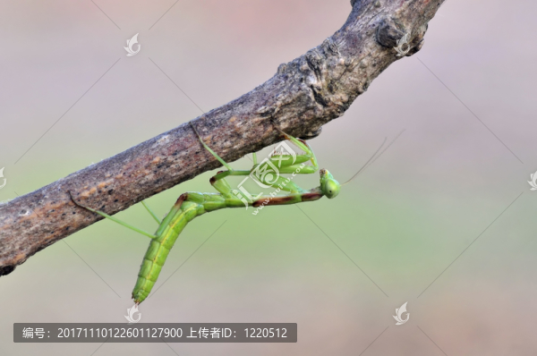 [醫(yī)]虹膜