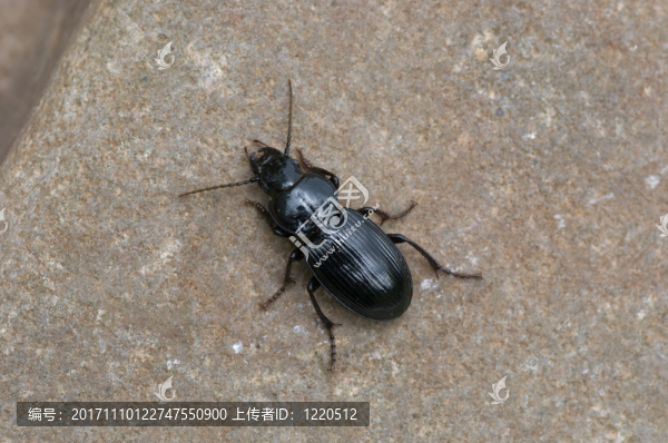 地甲蟲(chóng)