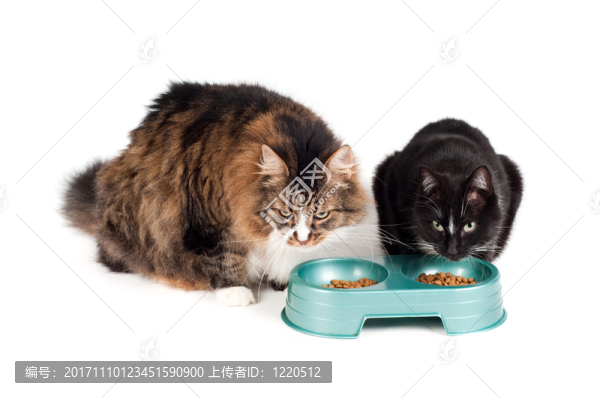 食物