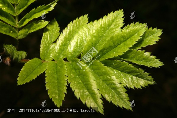 春天的嫩葉