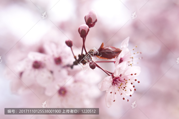 樹