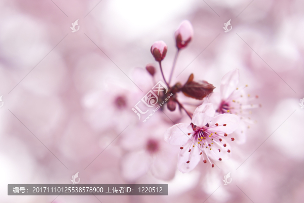 樹