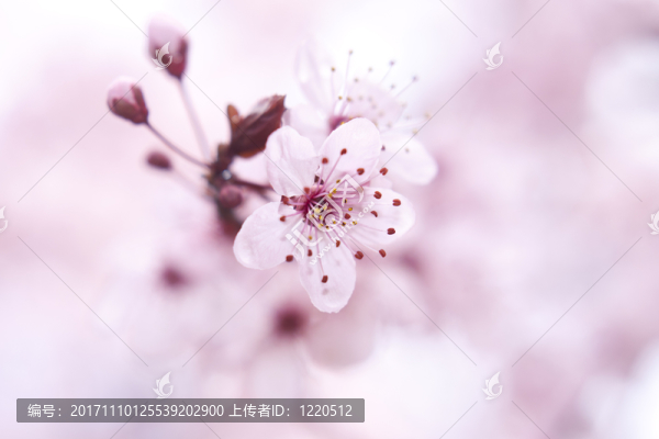 樹(shù)