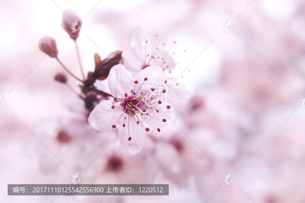 樹