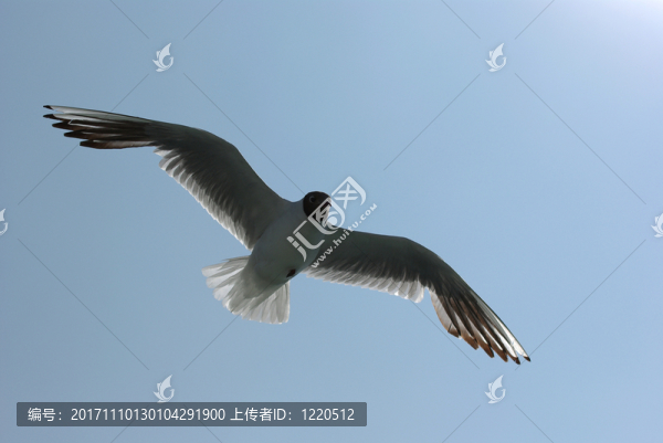 海鷗飛行
