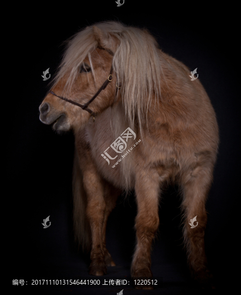 工作室里的小馬