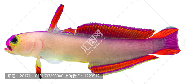 魚