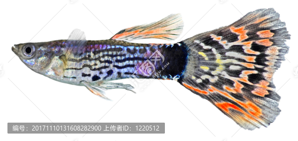 藍(lán)色