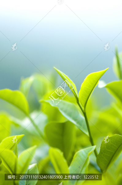 緊密的