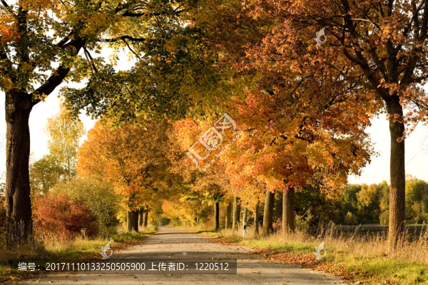 秋葉-匯圖網(wǎng) www.fosd68.com 秋葉