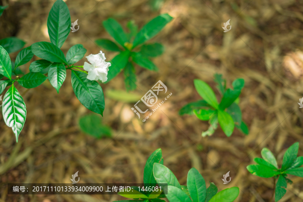 狗牙花