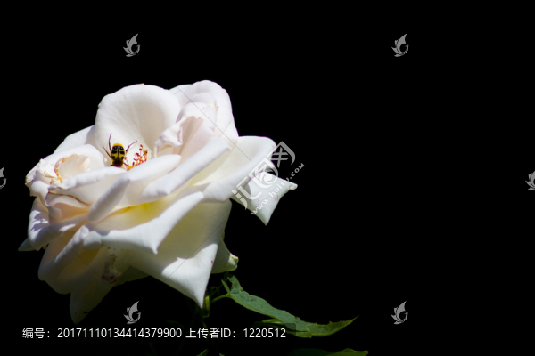 藍色