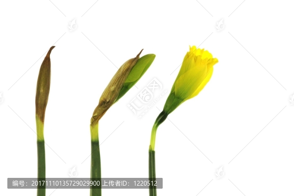 花園