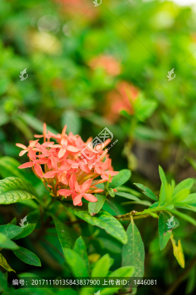 鮮花