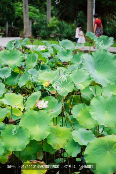 惠州南湖公園的荷花荷葉