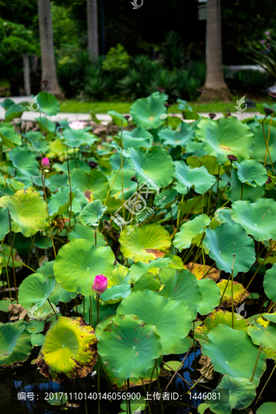 惠州南湖公園的荷花荷葉