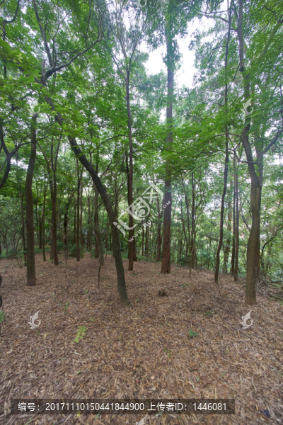 惠州飛鵝嶺公園