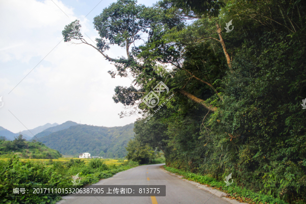 山村路古樹(shù)