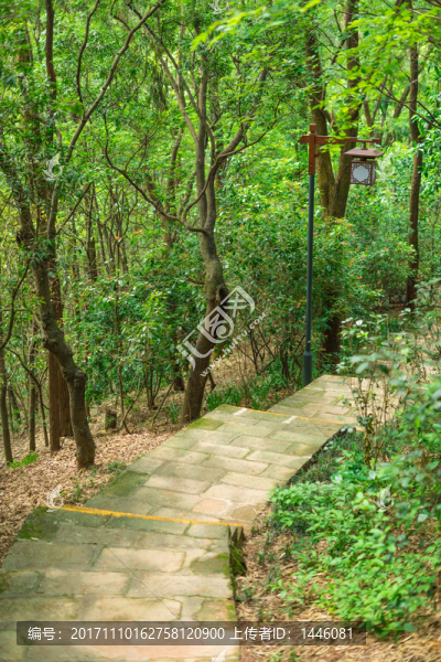 惠州飛鵝嶺的山道
