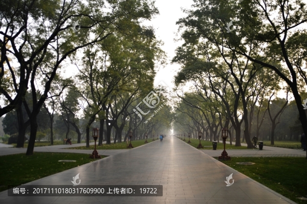 道路兩旁的樹林