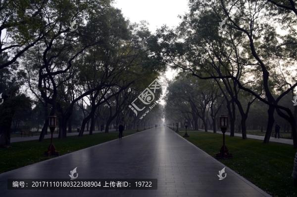 道路兩旁的樹林