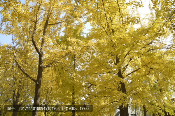 銀杏樹