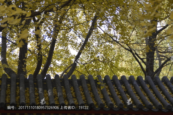 銀杏樹