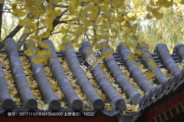 屋頂上的銀杏樹葉