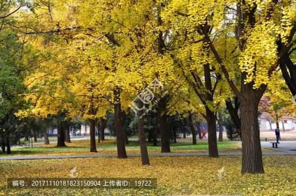 銀杏樹