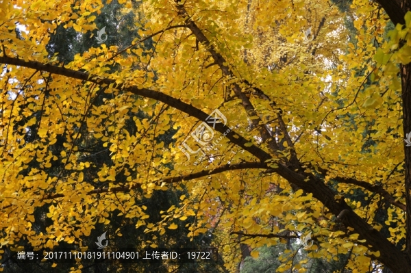 銀杏樹(shù)