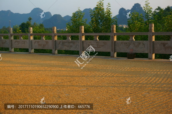 曬谷場