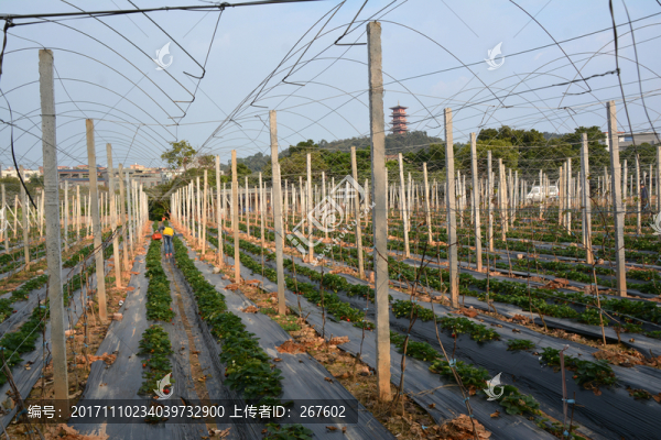 草莓園