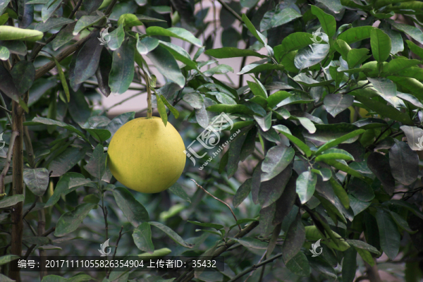 柚子樹高清
